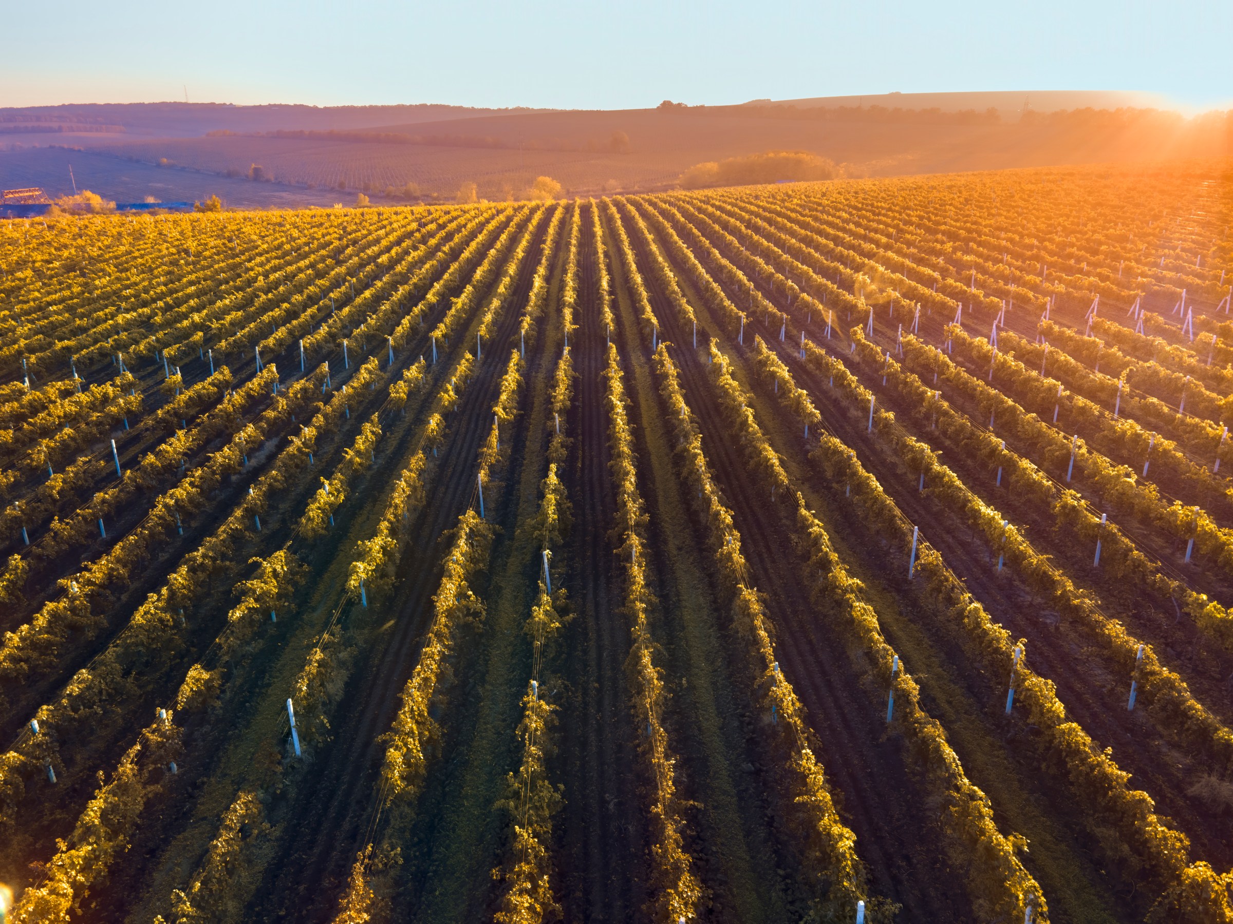 Aerial view of vineyard rows at sunset with rolling hills in the background.