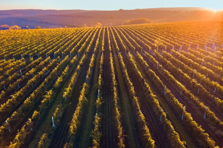 Aerial view of vineyard rows at sunset with rolling hills in the background.