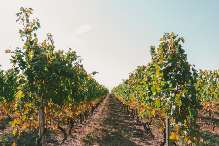 Vineyard with rows of grapevines under a clear blue sky.